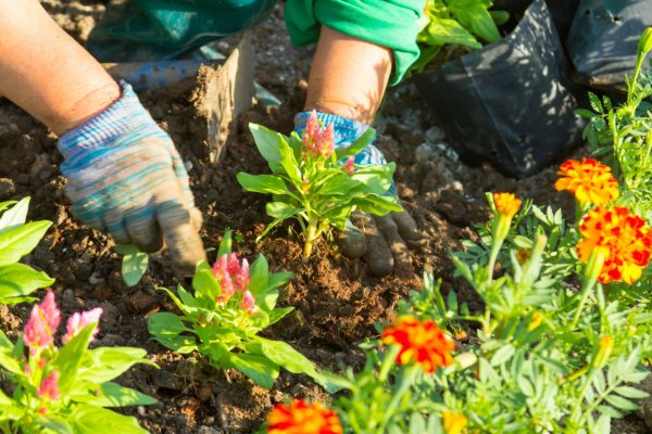 "Gardening group at Old Gourock and Ashton Parish Church."